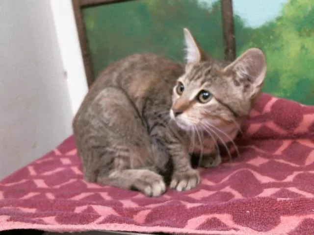 A young small-sized female Domestic Short Hair cat named Eevee for adoption in Houston, TX
