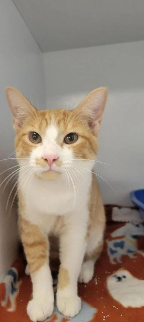 A baby medium-sized male American Shorthair cat named Tyreese for adoption in New Kensington, PA
