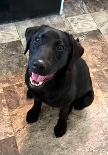 A baby medium-sized female Black Labrador Retriever dog named Mabel for adoption in Paris, KY