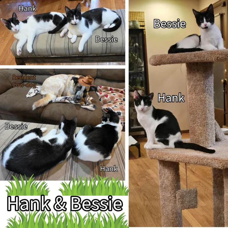 A baby small-sized female Domestic Short Hair cat named Bessie and Hank for adoption in Newberg, OR