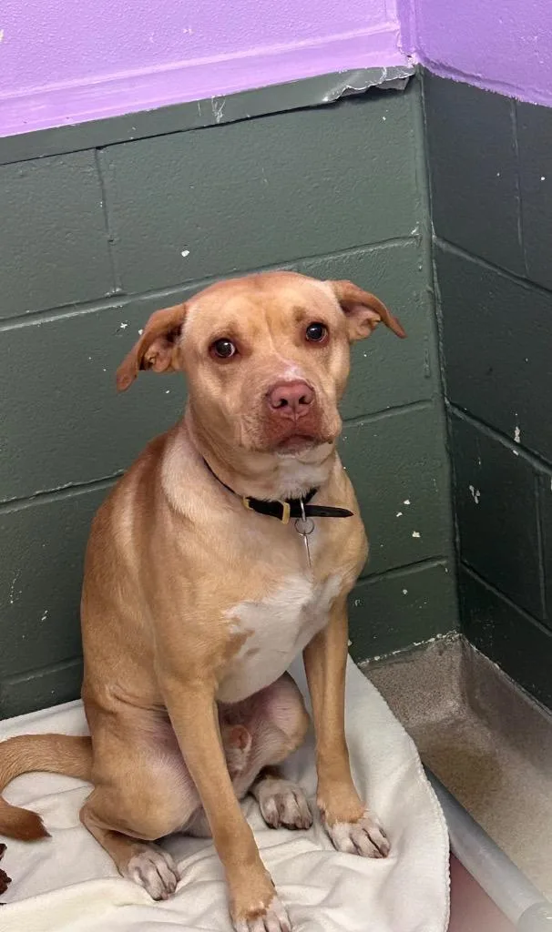 A baby medium-sized male Terrier dog named Trout for adoption in New Manchester, WV