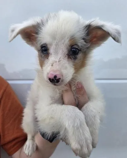 A baby small-sized male Australian Shepherd dog named Beck for adoption in Kinzers , PA