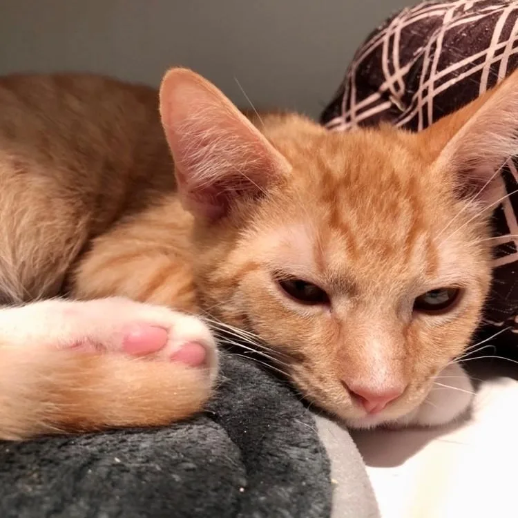 A baby large-sized female Domestic Short Hair cat named Carmen for adoption in Lodi, CA