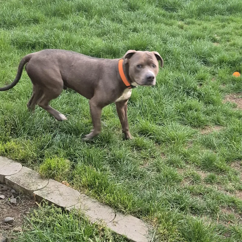 An adult large-sized male Gray / Blue / Silver Pit Bull Terrier dog named Loni for adoption in Olympia, WA