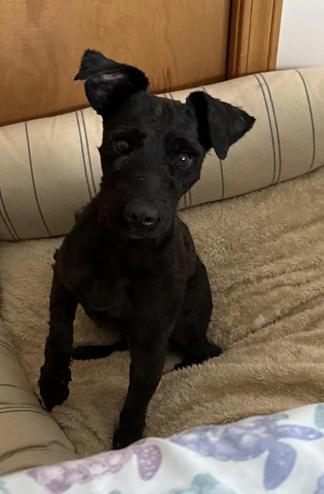 An adult small-sized male Black Poodle dog named Ravioli for adoption in Cheektowaga, NY