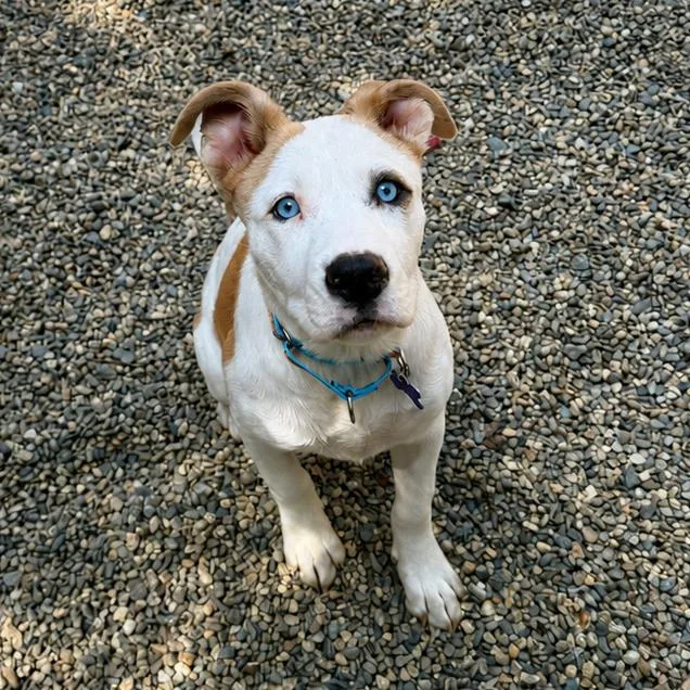 A baby medium-sized female White / Cream Husky dog named Nova for adoption in Hopkinton, MA