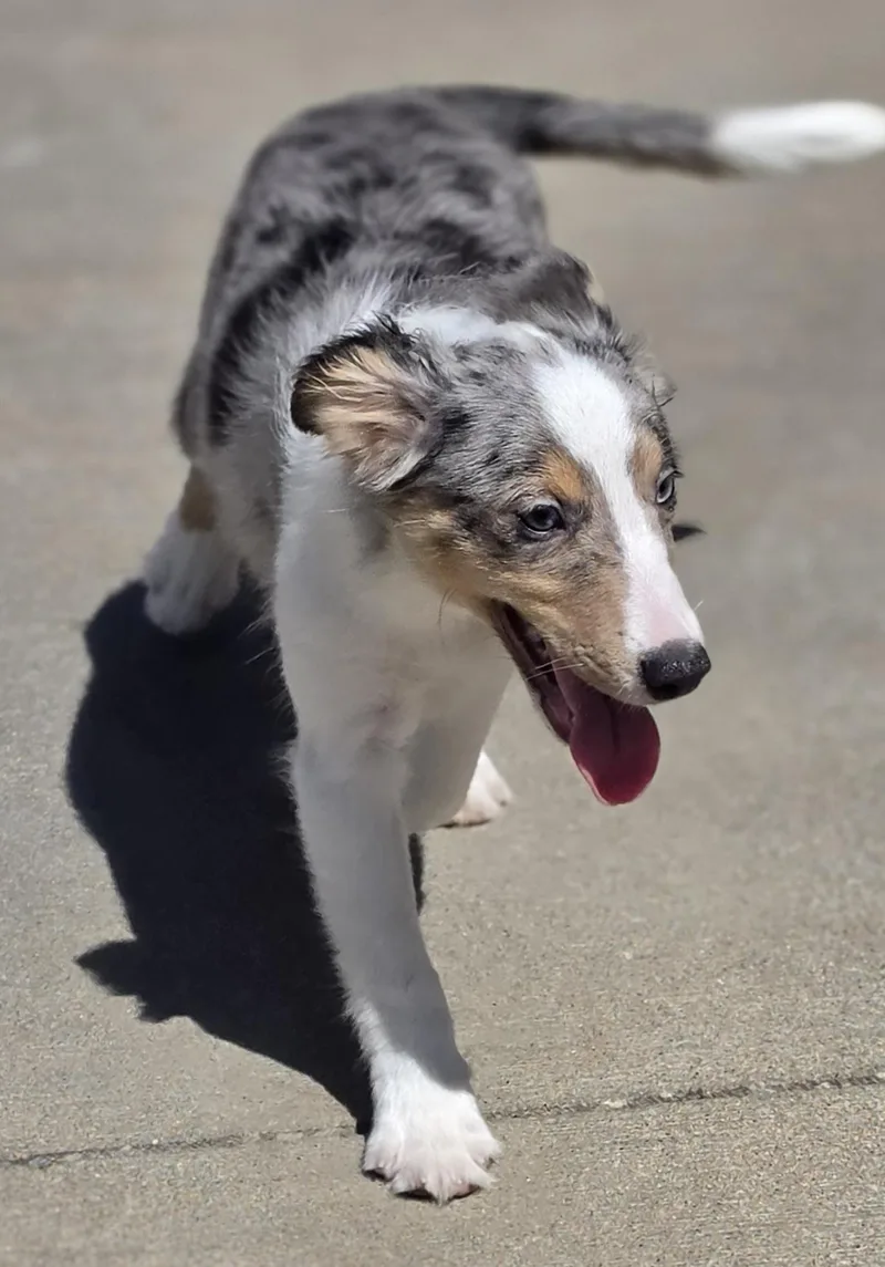 A baby medium-sized female Gray / Blue / Silver Shetland Sheepdog / Sheltie dog named Amaya for adoption in Terre Haute, IN