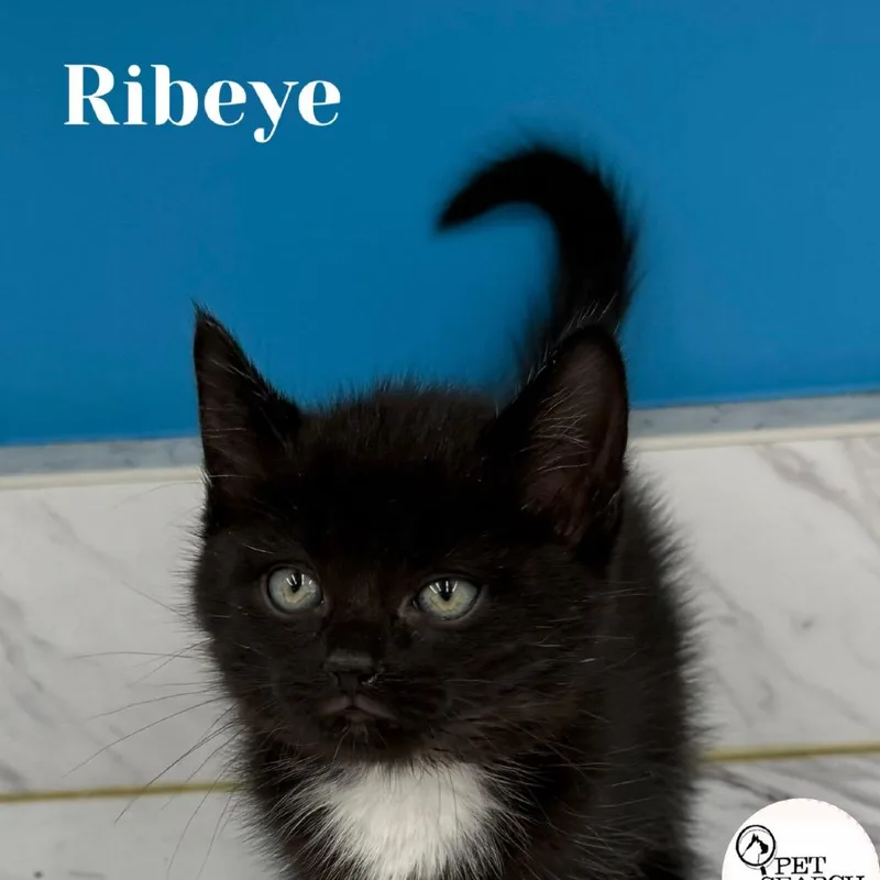 A baby small-sized male Black Domestic Short Hair cat named Ribeye for adoption in Washington, PA