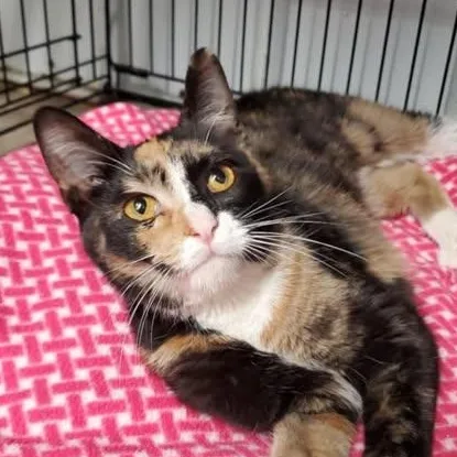 A young medium-sized female Calico Domestic Short Hair cat named Pickles for adoption in Marseilles, IL
