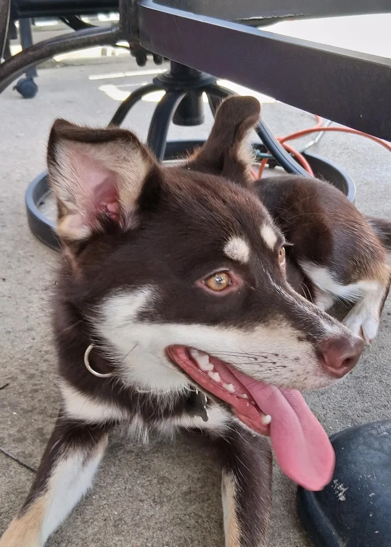 A young medium-sized female Brown / Chocolate Klee Kai dog named Suki for adoption in Elmhurst, IL