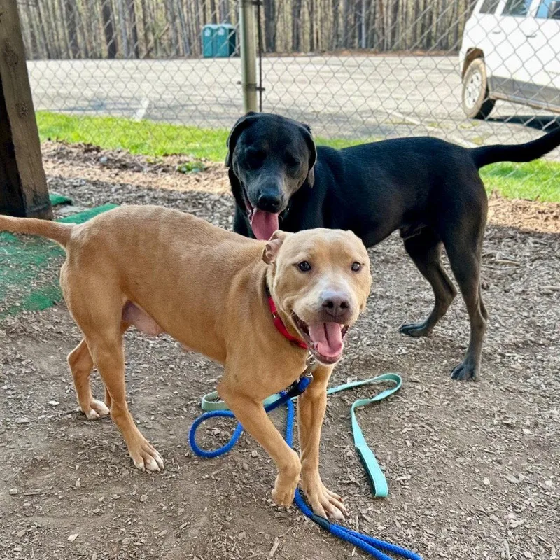 An adult large-sized female Terrier dog named Barbie for adoption in Bloomfield, CT