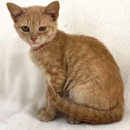 A baby small-sized female Orange / Red Domestic Short Hair cat named Nala for adoption in Buffalo, MN