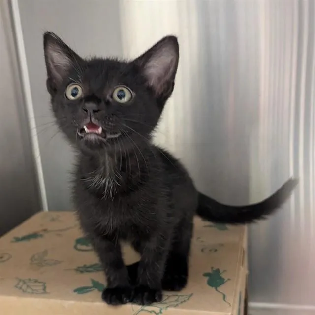 A baby small-sized male Domestic Short Hair cat named Martin for adoption in Olivette, MO