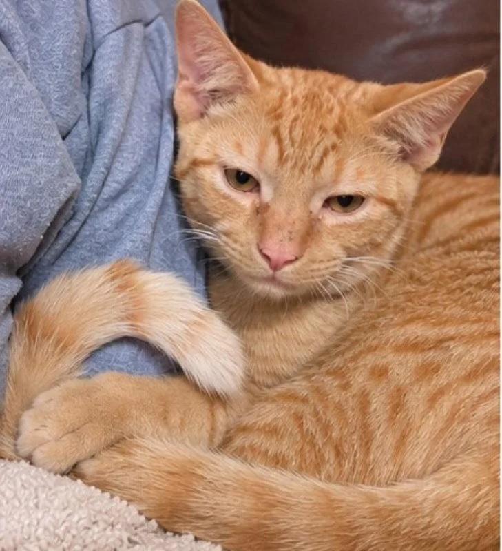A young medium-sized male Tabby (Orange / Red) Tabby cat named Benny for adoption in Knoxville, TN