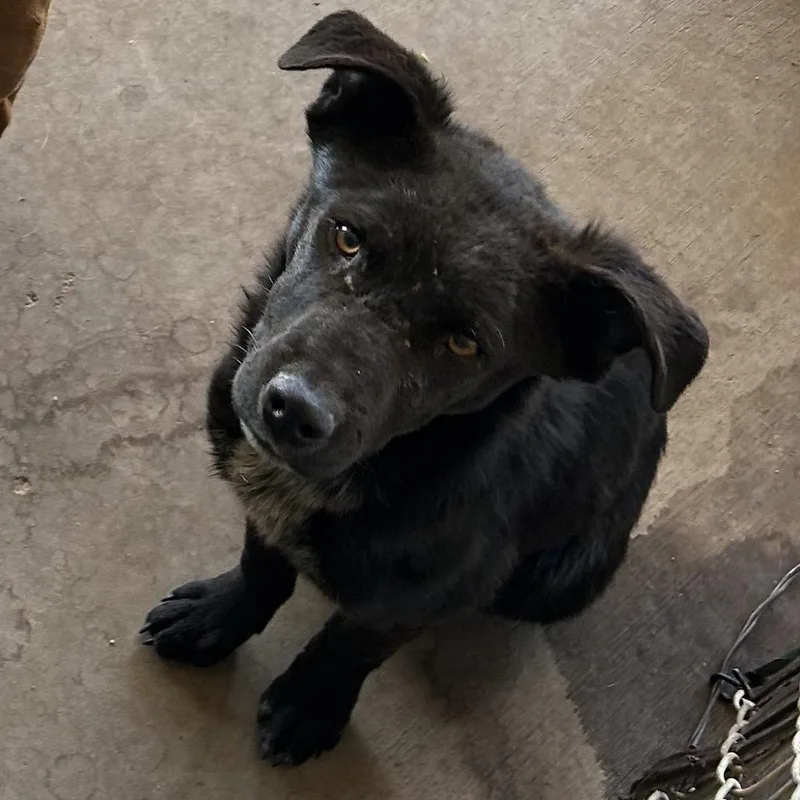 A baby small-sized female Black Mixed Breed dog named Camilla for adoption in Flagstaff, AZ