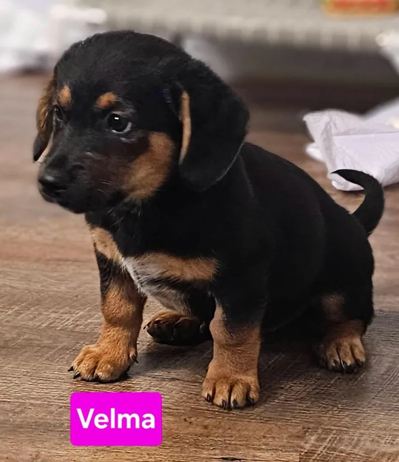 Velma