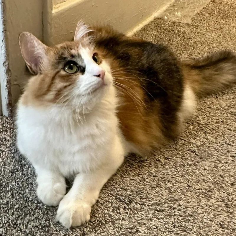 A young small-sized female Orange / Red Domestic Long Hair cat named Sue Storm for adoption in West Des Moines, IA