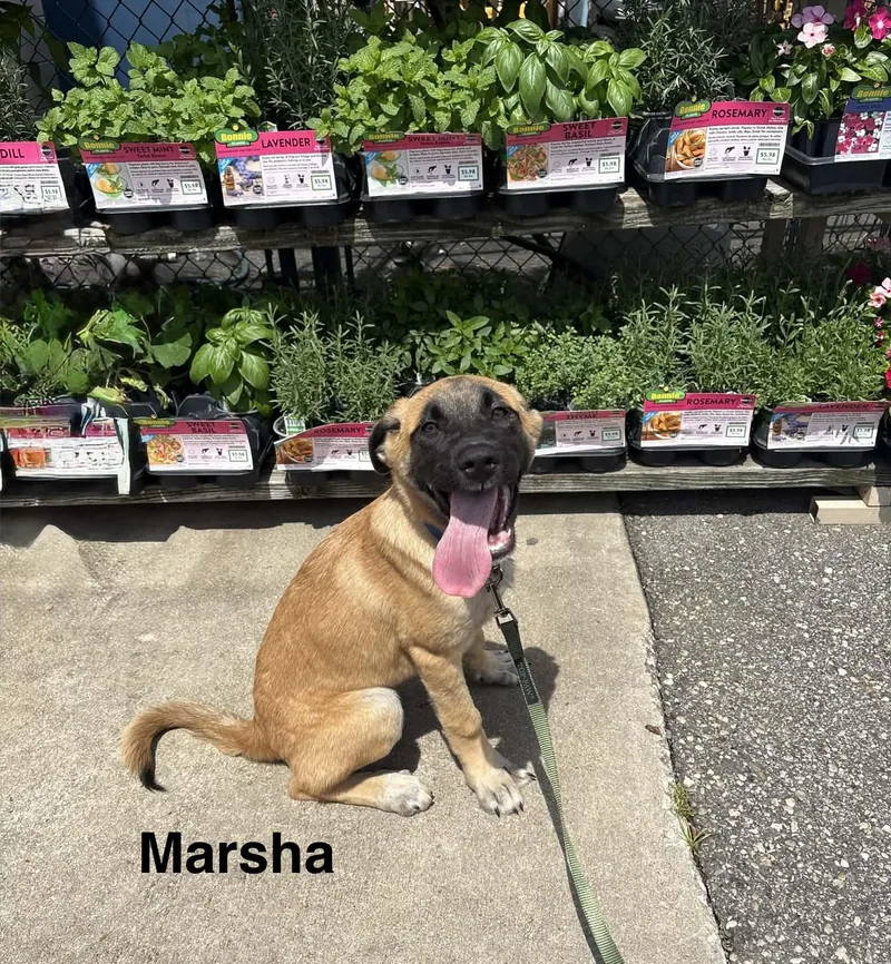 Marsha thumbnail 3