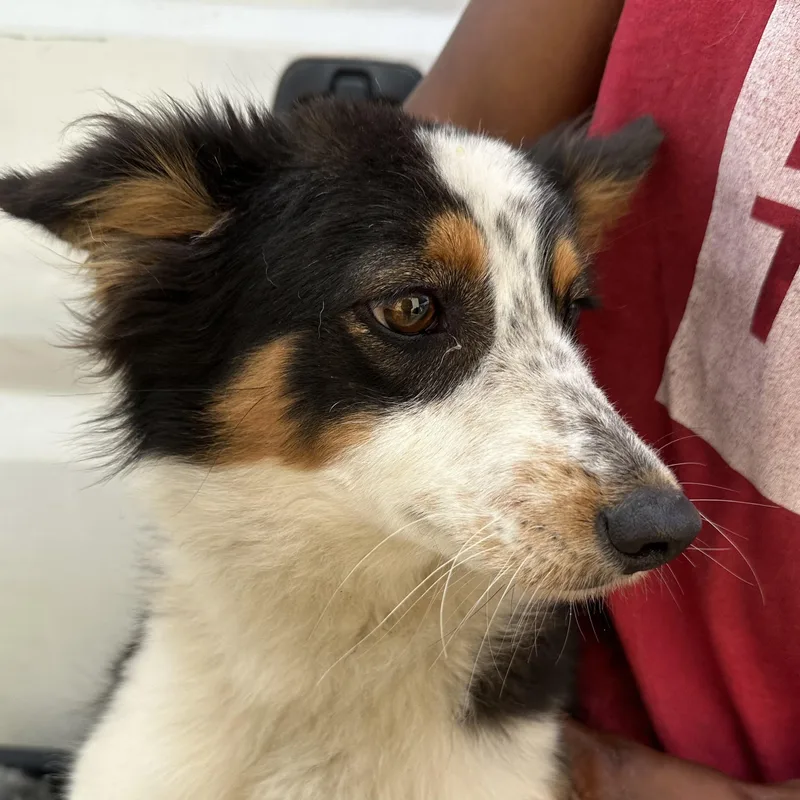 A young medium-sized female Tricolor (Brown, Black, & White) Border Collie dog named Button  Local April for adoption in Brookshire, TX