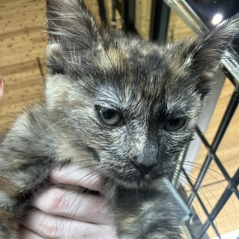 A baby small-sized female Tortoiseshell Domestic Short Hair cat named Arial for adoption in Leander, TX