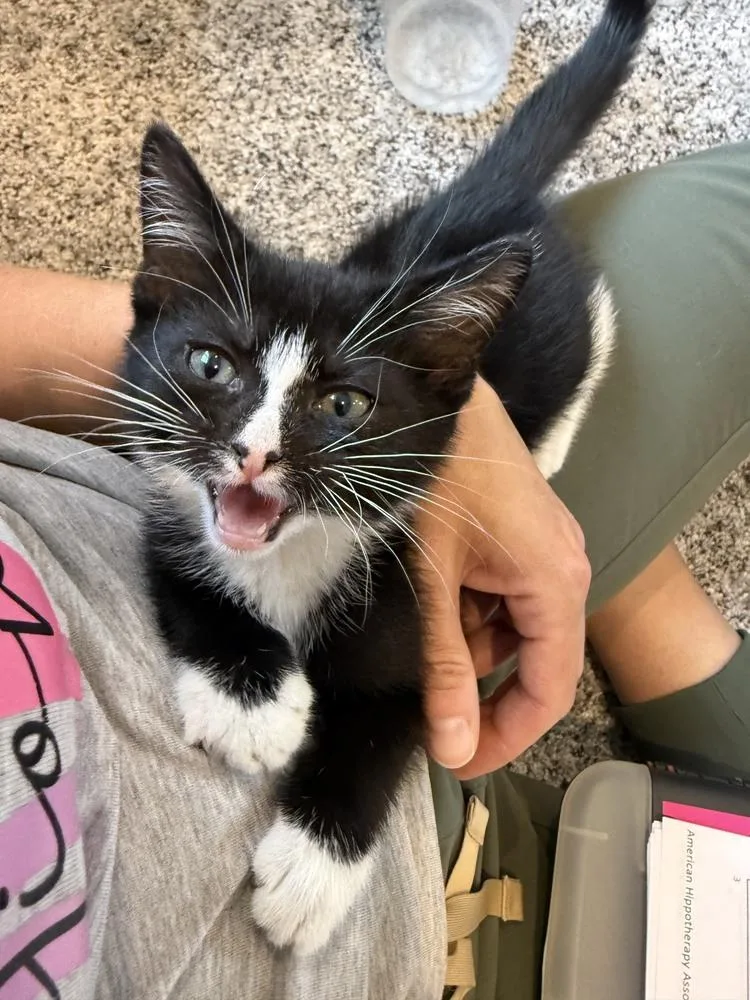 A baby small-sized male Black & White / Tuxedo Domestic Short Hair cat named Fleet Foot for adoption in Raleigh, NC