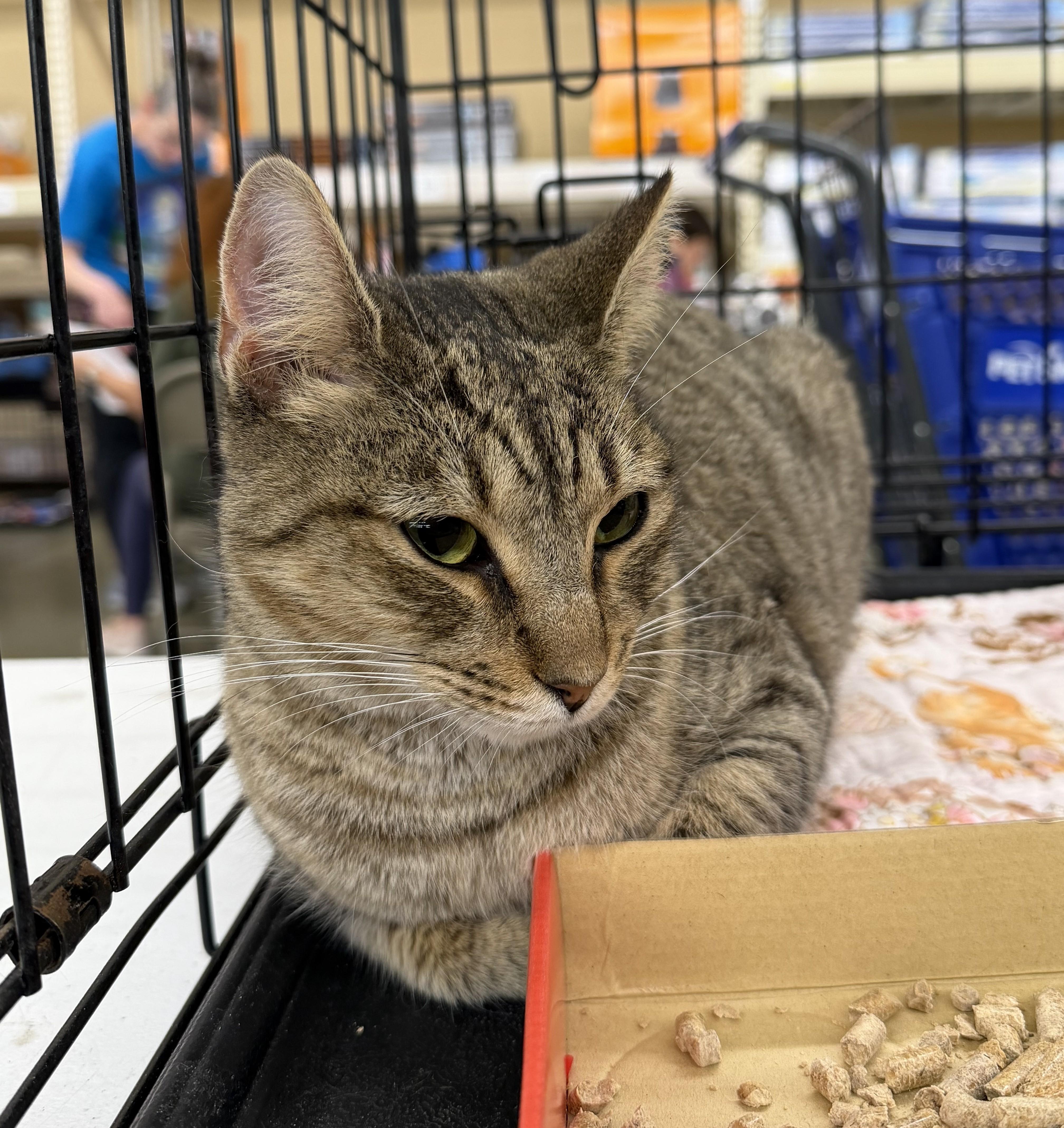 A young medium-sized female Tabby (Brown / Chocolate) Tabby cat named Truffle for adoption in Columbia, SC