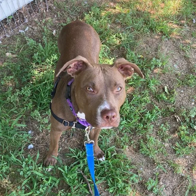 A young medium-sized female Pit Bull Terrier dog named Lotus for adoption in Methuen, MA