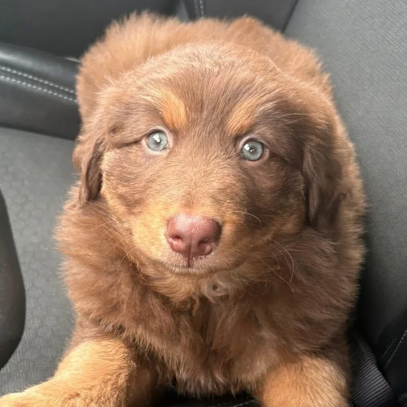 A baby large-sized female Brown / Chocolate German Shepherd Dog dog named Heidi for adoption in Brockport, NY