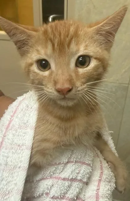 A baby small-sized female Domestic Short Hair cat named Patrice for adoption in Honolulu, HI