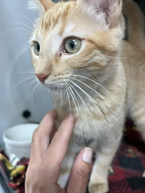 A baby small-sized female Tabby (Orange / Red) Domestic Short Hair cat named Ginger for adoption in Anoka, MN