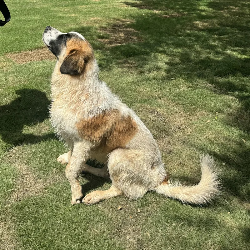 A baby extra large-sized female Great Pyrenees dog named Jolene for adoption in Dale, TX
