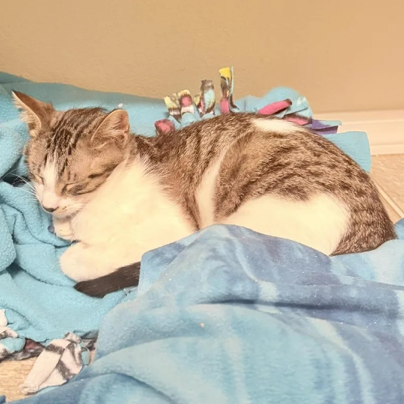 Mezzetta thumbnail 2