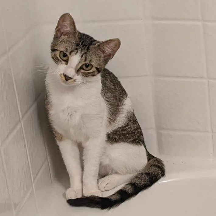 Mezzetta thumbnail 3