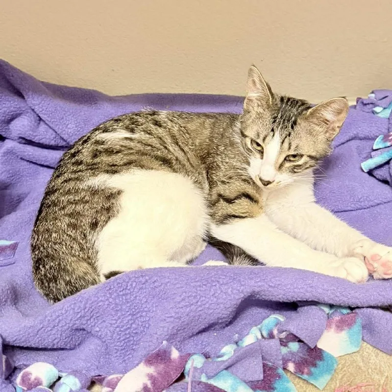 Mezzetta thumbnail 4