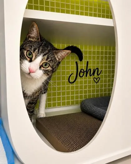 A young medium-sized male Tabby (Brown / Chocolate) Domestic Short Hair cat named John for adoption in New York, NY