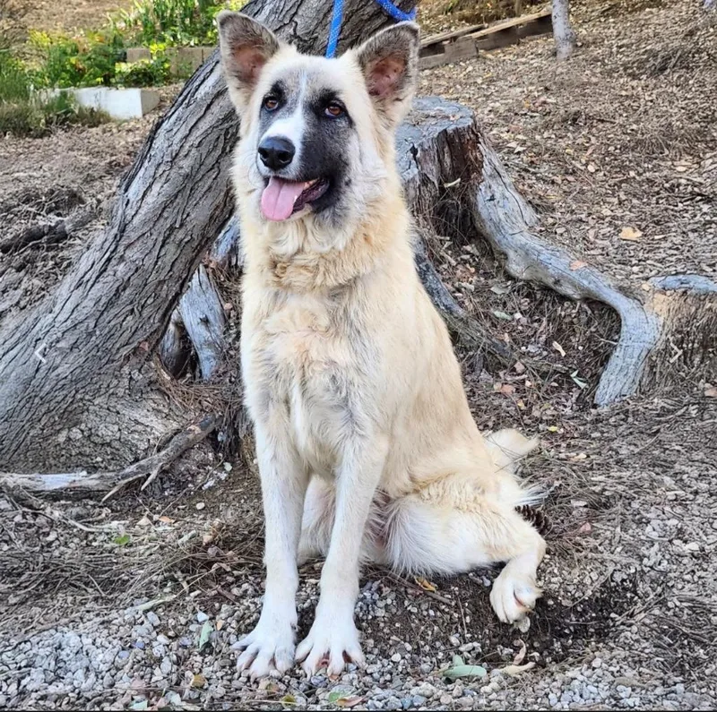 A young large-sized female German Shepherd Dog dog named Malibu for adoption in Tehachapi, CA