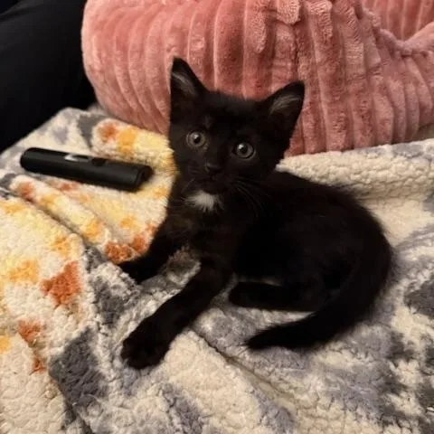 Miss Salem thumbnail 2