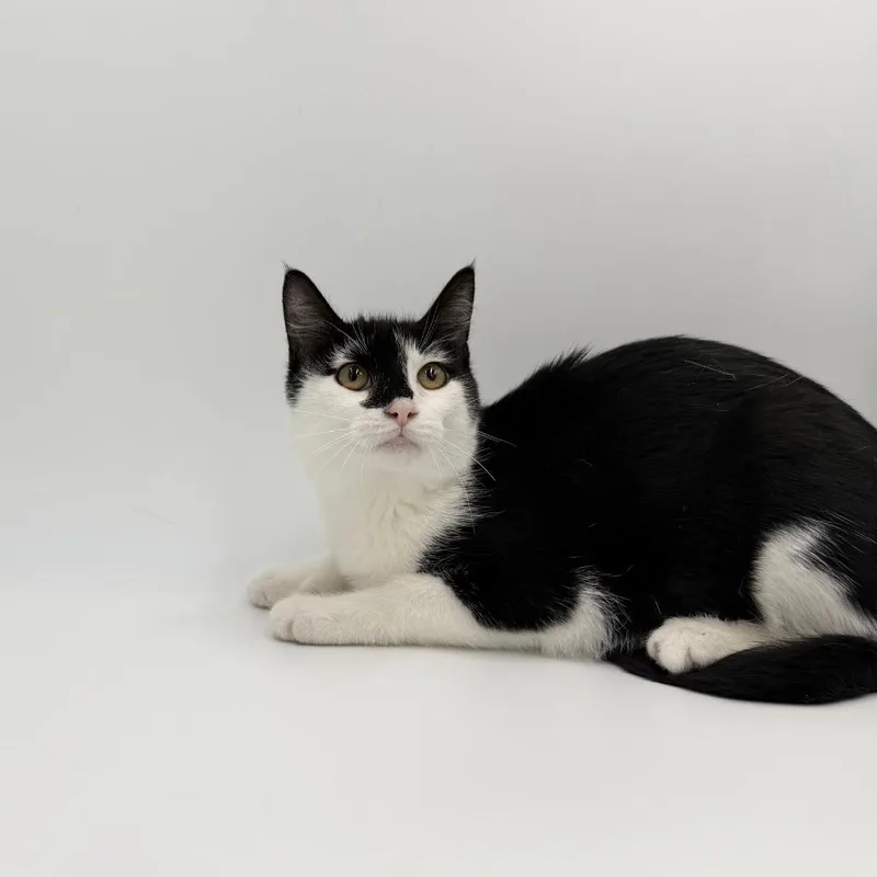 A baby medium-sized female Domestic Short Hair cat named Skipper for adoption in State College, PA