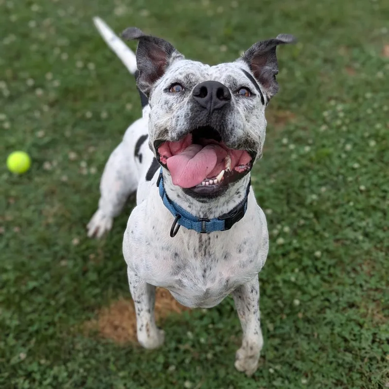An adult large-sized male White / Cream American Staffordshire Terrier dog named Pepper for adoption in Ashtabula, OH