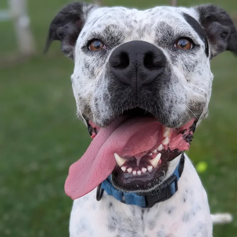 Pepper thumbnail 2