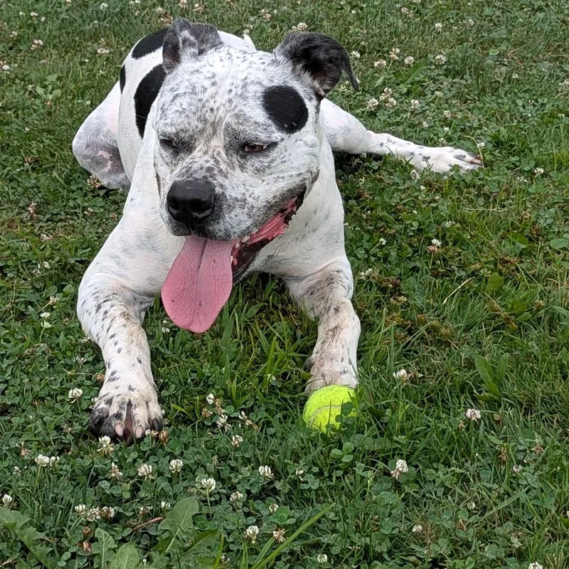 Pepper thumbnail 3