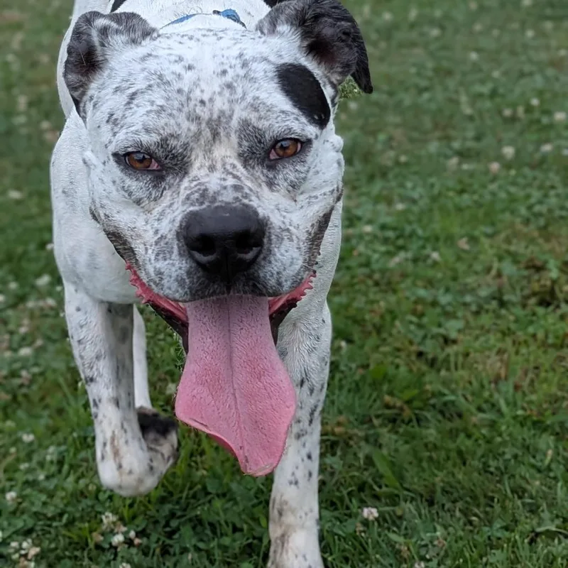 Pepper thumbnail 4