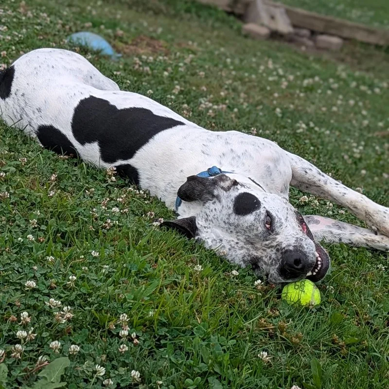 Pepper thumbnail 5