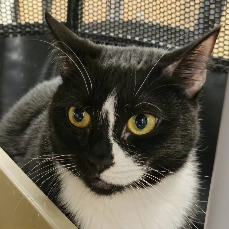An adult medium-sized female Domestic Short Hair cat named Kelly for adoption in Cumming, GA