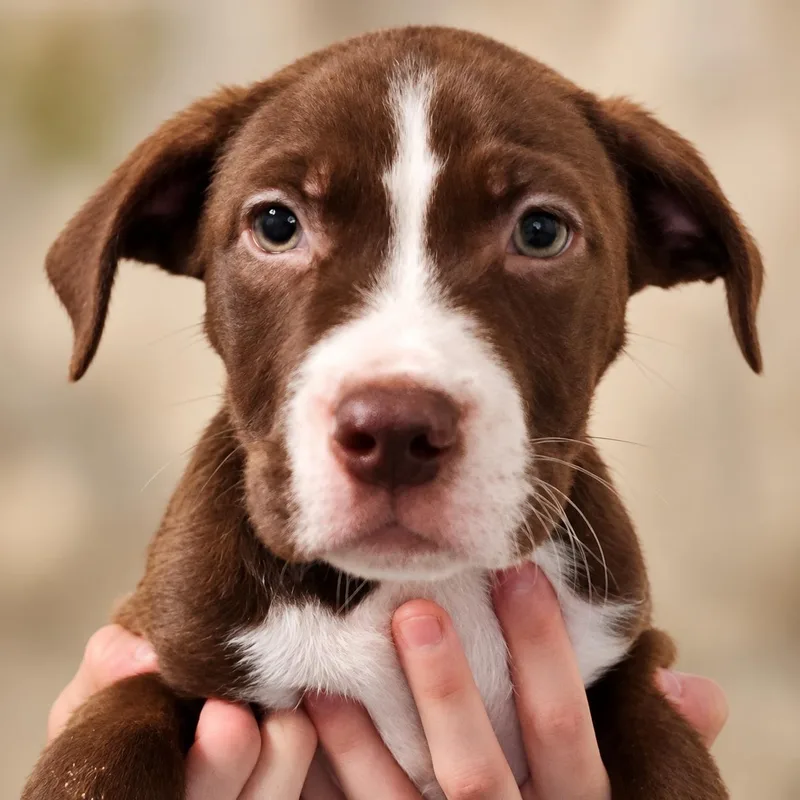 A baby medium-sized male Brown / Chocolate Hound dog named Drifter for adoption in House Springs, MO