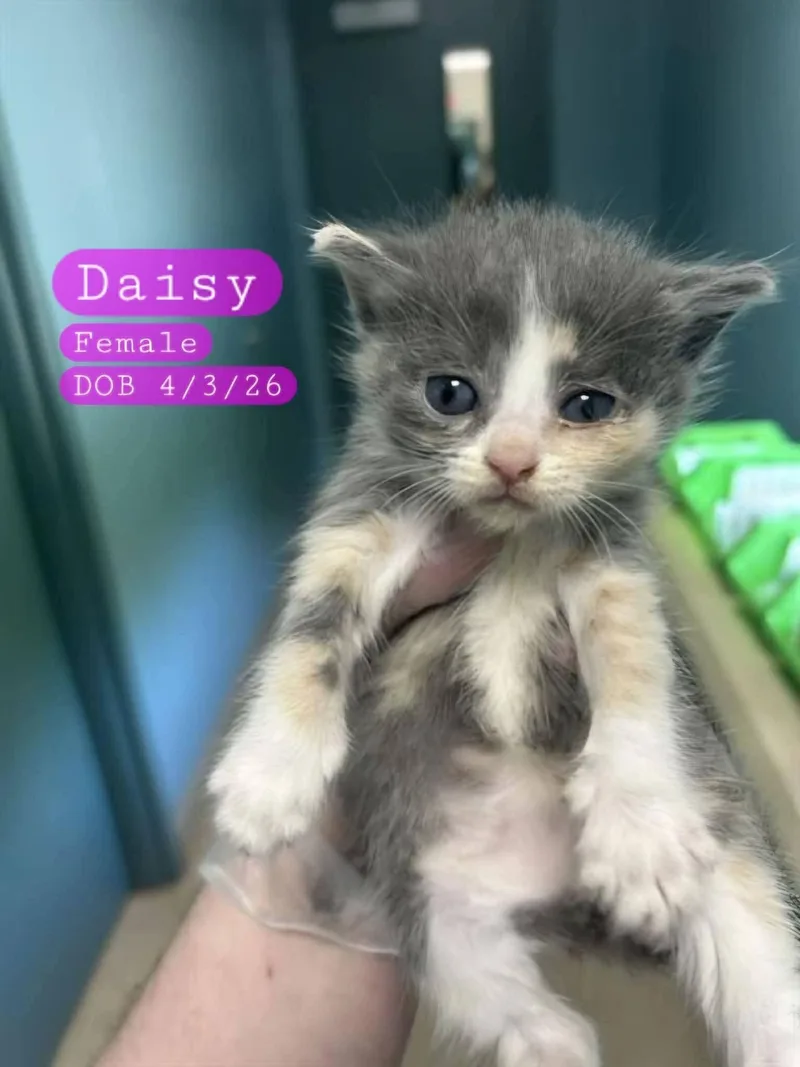 A baby medium-sized female Domestic Short Hair cat named Daisy for adoption in Holbrook, NY
