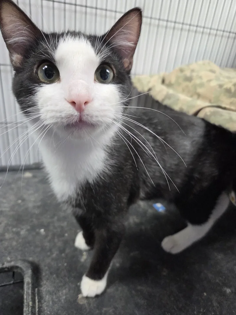 A young small-sized male Black & White / Tuxedo Domestic Short Hair cat named Alfred for adoption in St. Ann, MO