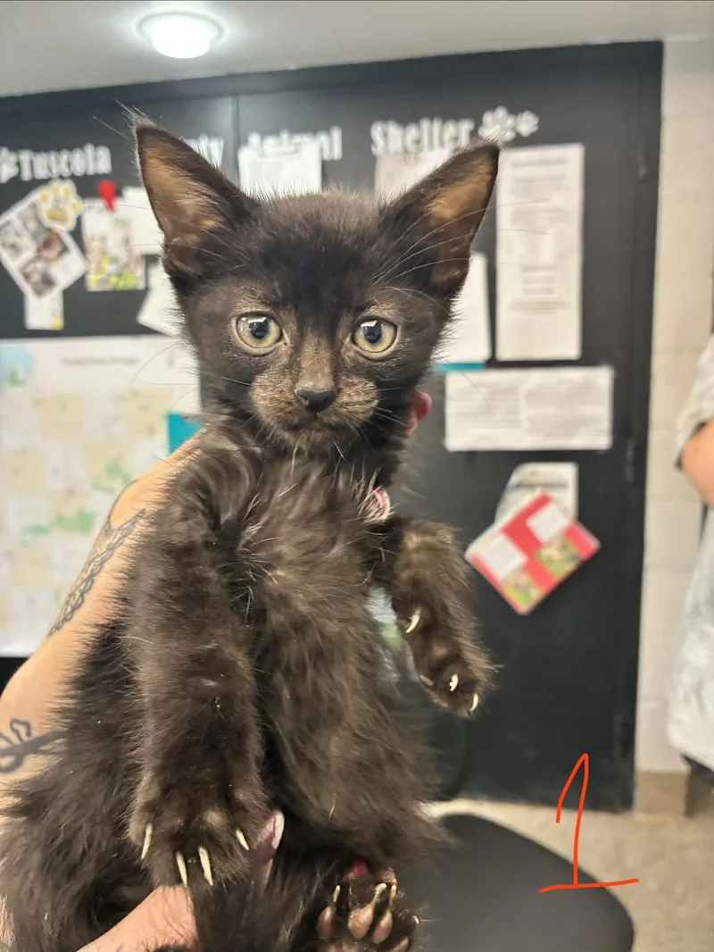 A baby medium-sized male Black Domestic Short Hair cat named Stewart for adoption in Caro, MI