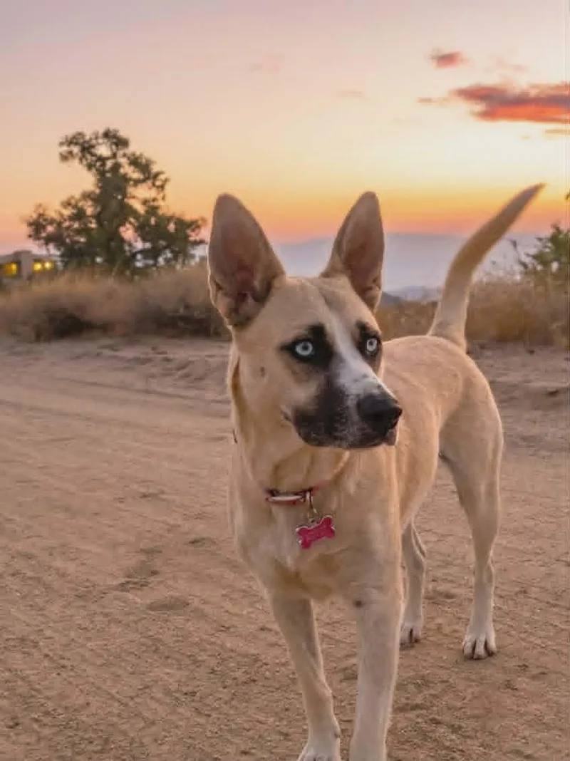 An adult medium-sized female Apricot / Beige Husky dog named Etta for adoption in Anza, CA