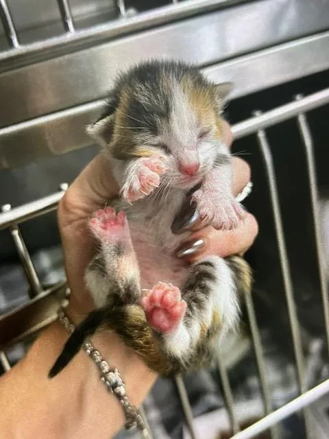 A baby small-sized female Domestic Short Hair cat named Zara for adoption in San Bernardino, CA